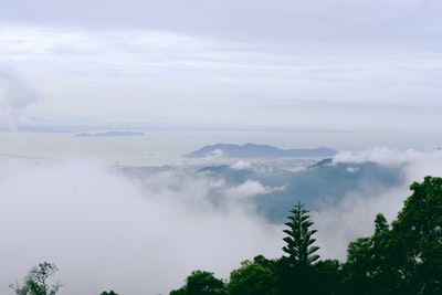 白天水体附近的绿树